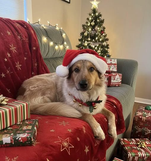 A rescued dog resting at home beside a Christmas tree